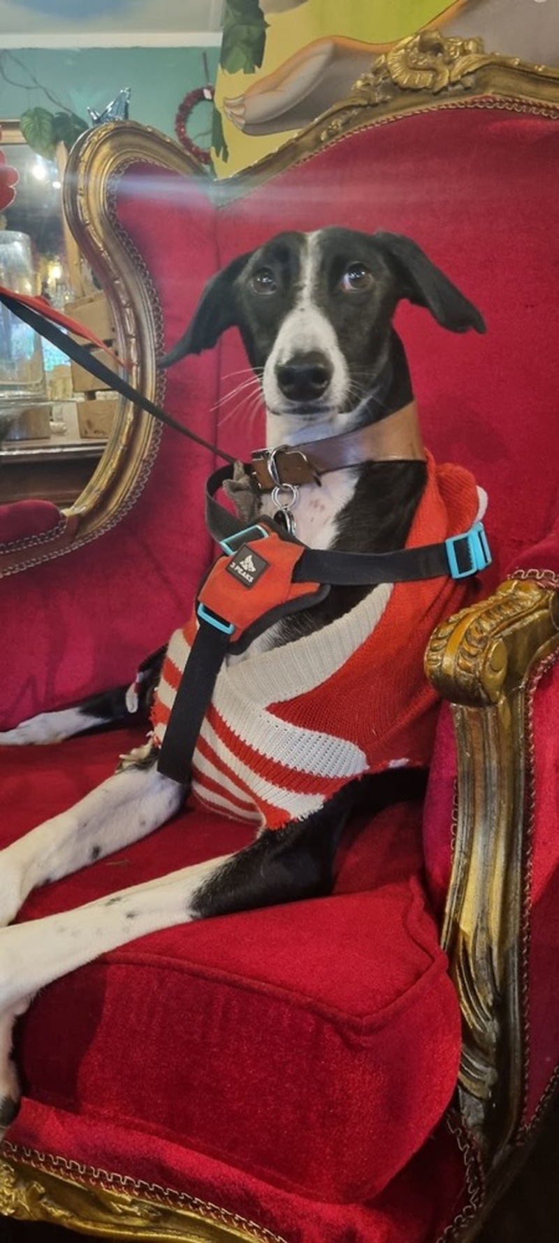 Other image for Remarkable recovery for ‘barely alive’ dog